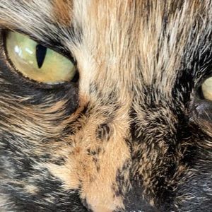 Meet your Posher, Lizzie